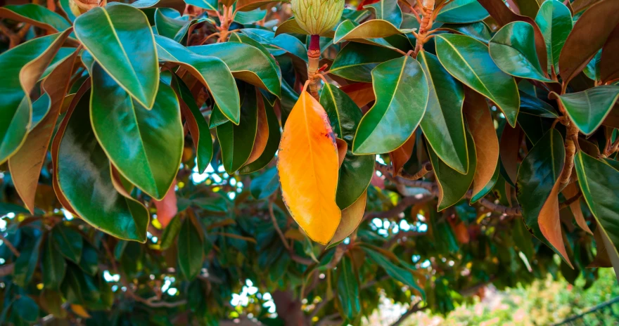 a mango fruit hangs on a tree in a park