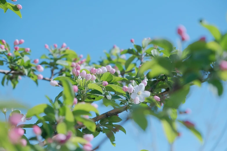 some pink and white flowers are on the nch