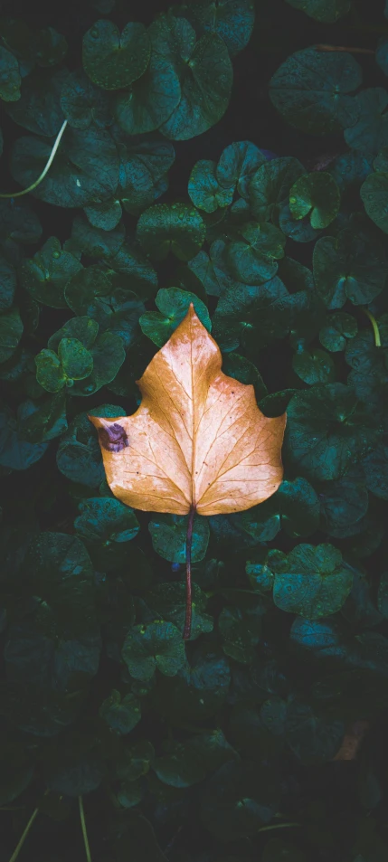 a brown leaf laying on top of water covered leaves