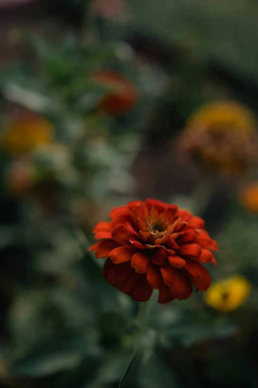 a single red flower in the foreground is a group of yellow and pink flowers