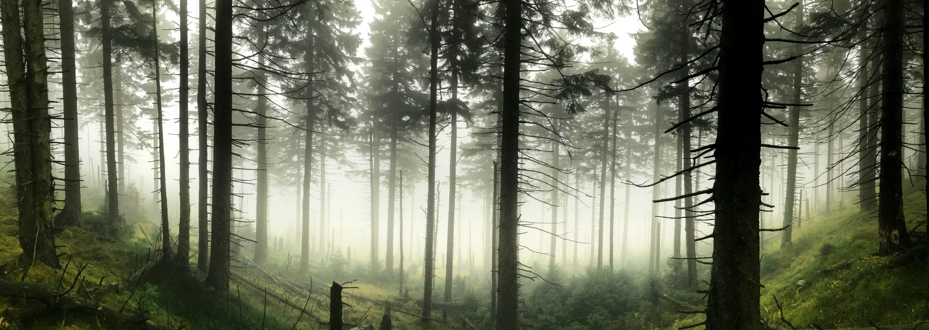 a green foggy forest with tall trees and shrubs