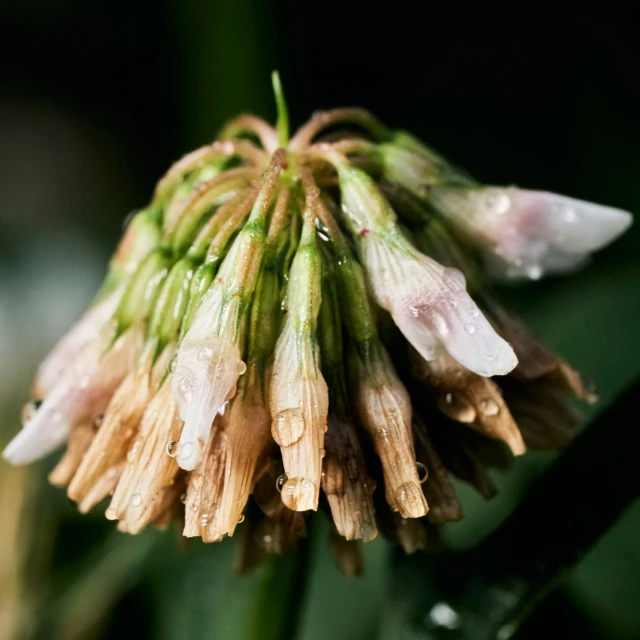 flowers with a few drops of rain on them