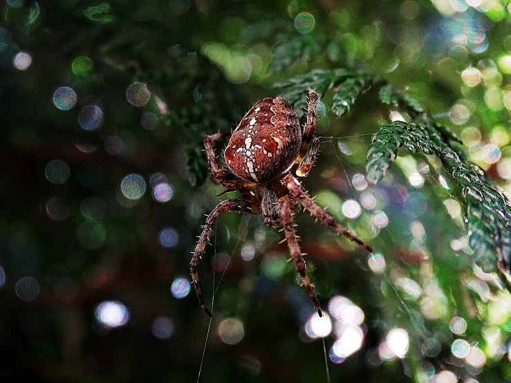 a brown spider is sitting on the green leaf