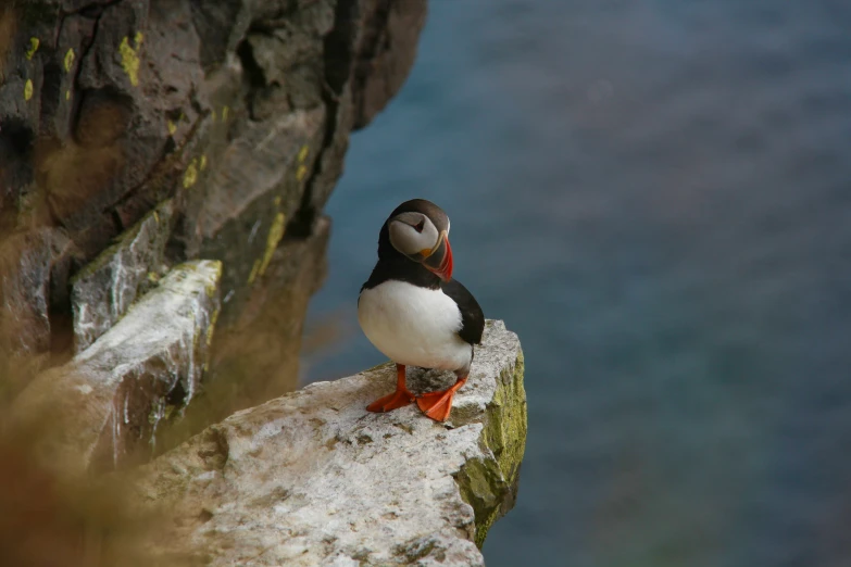 a little black white and red bird on a rock