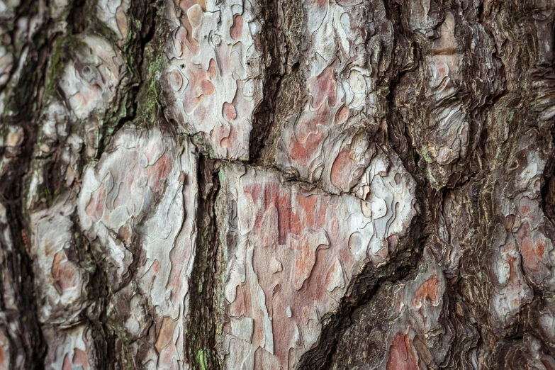 the bark of a tree with pastel pink and green colors