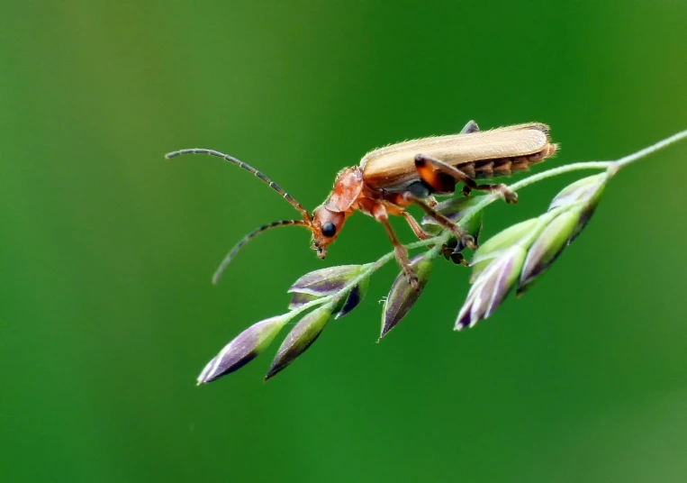 a insect that is sitting on some leaves