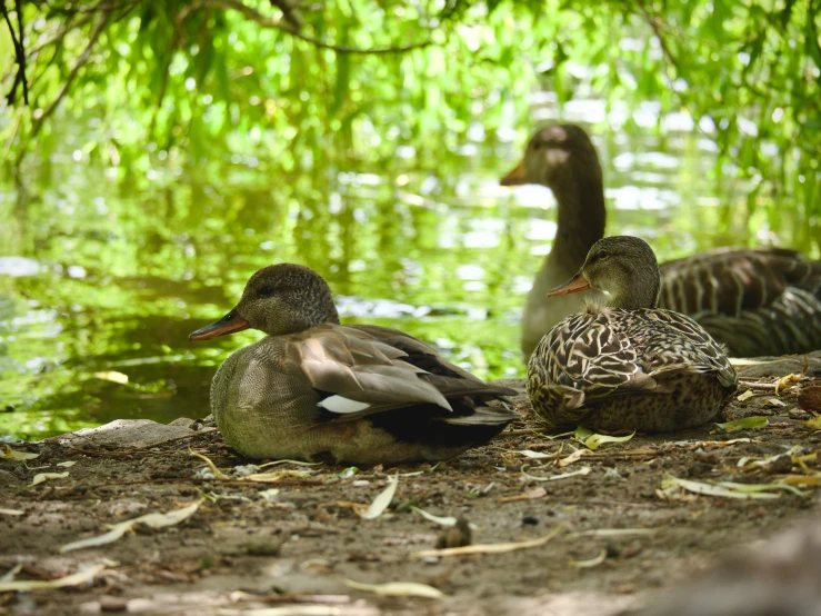 ducks sitting and standing on the ground in a forest