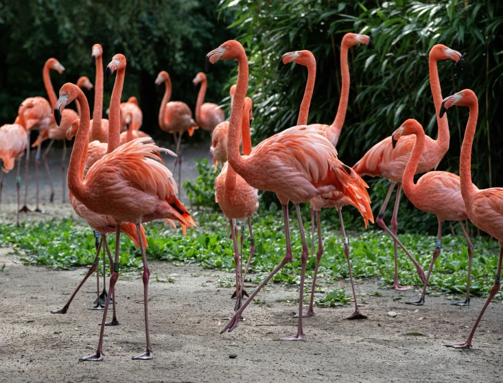 a group of flamingos standing around outside by some grass