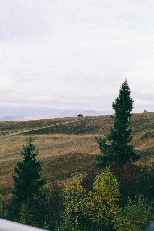 trees standing on top of a hill next to a forest