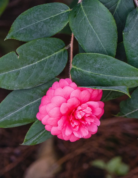 a large pink flower sitting on top of leaves