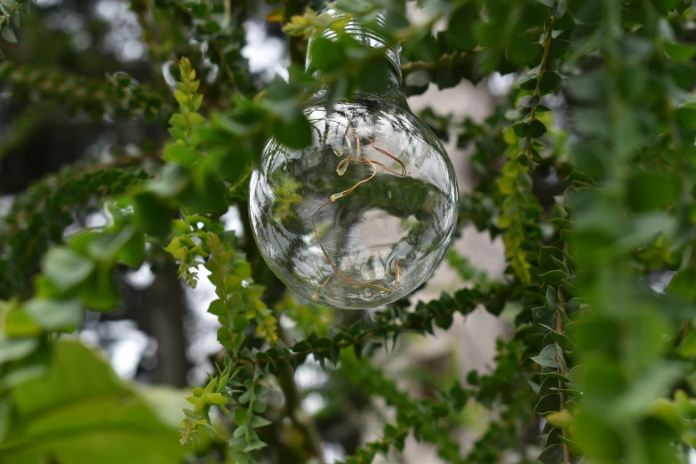 a clear bubble is hanging in a tree