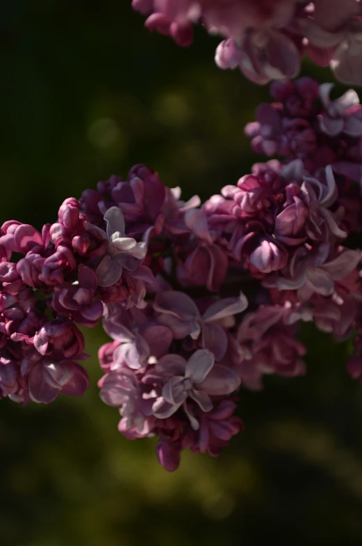 a bunch of flowers are growing in the garden