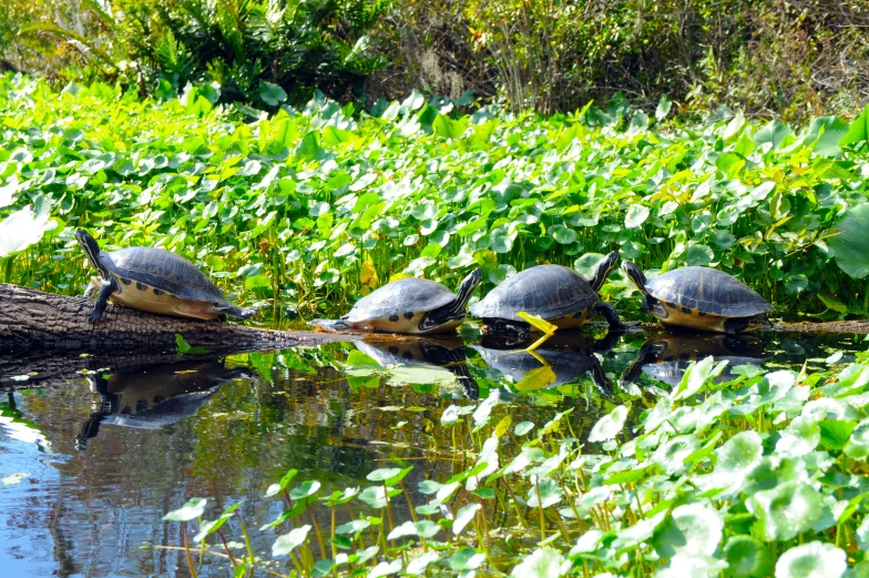 four turtles sitting on top of the log in a pond