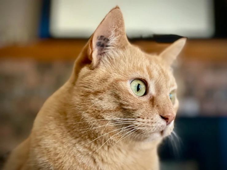 a close up view of an orange cat with big green eyes