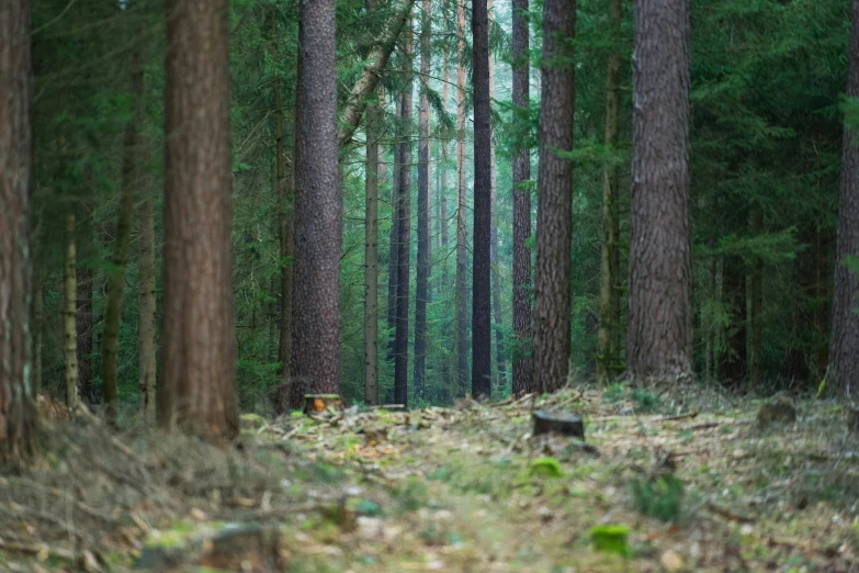 the woods are filled with thick pine trees