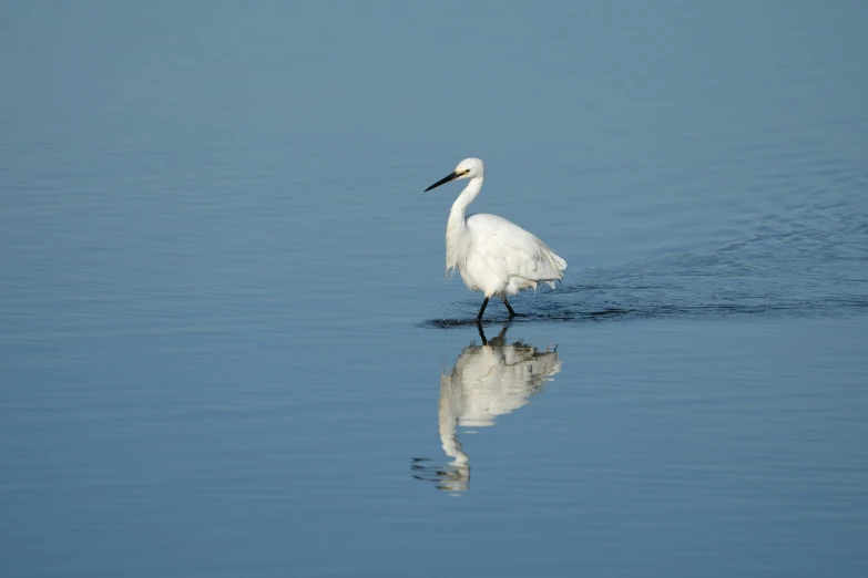 the white bird is wading in clear water