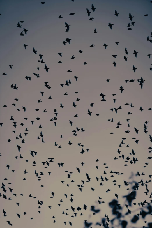 many birds flying away from each other in the sky