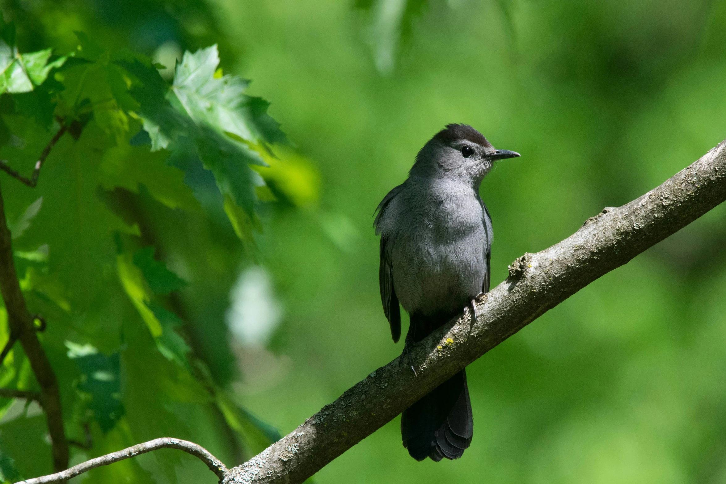 a bird sitting on top of a nch with green leaves