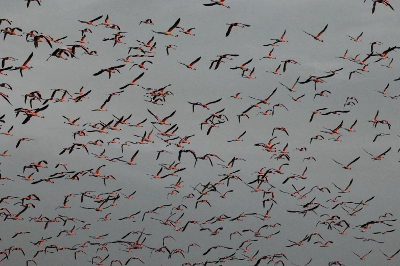 a large flock of birds flying through the air