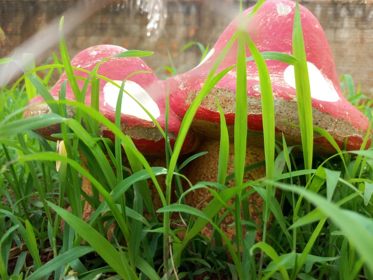 this is a po of a red toad covered in grass