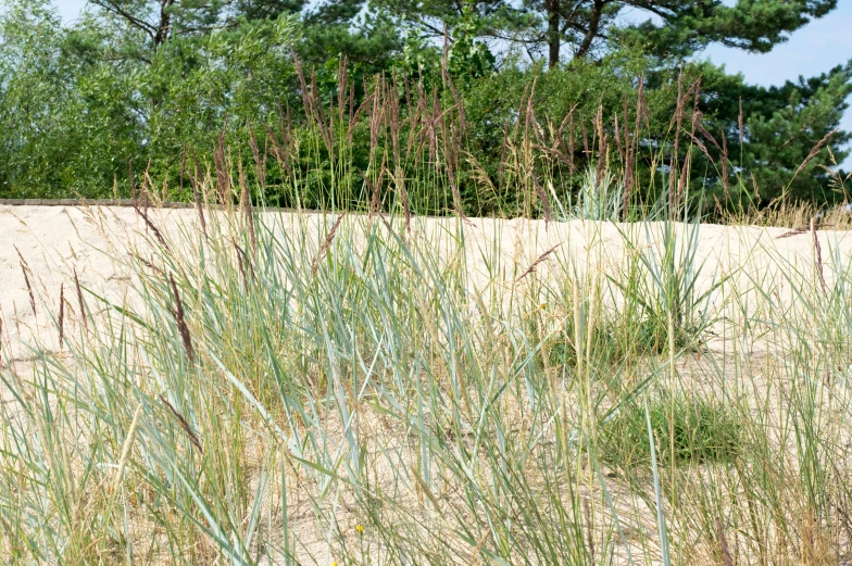 some very pretty long grass on a beach