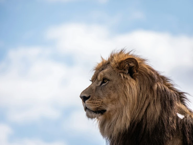 the head and shoulders of an adult lion against a cloudy blue sky