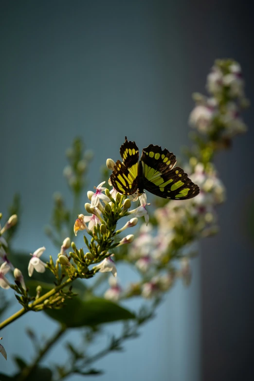 two erflies flying over some flowers on a nch