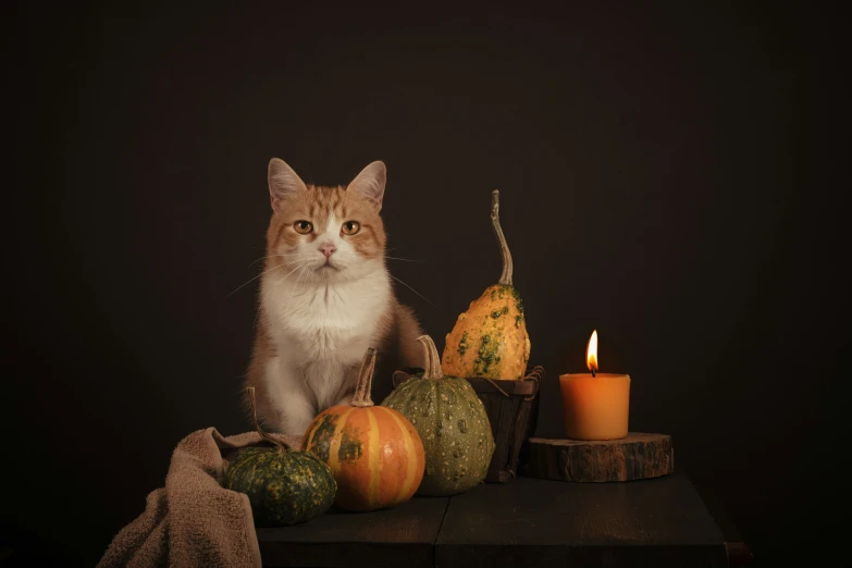 the orange and white cat is among fall gourds and other autumn decorations