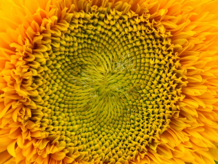 a large yellow sunflower has it's eye on the camera