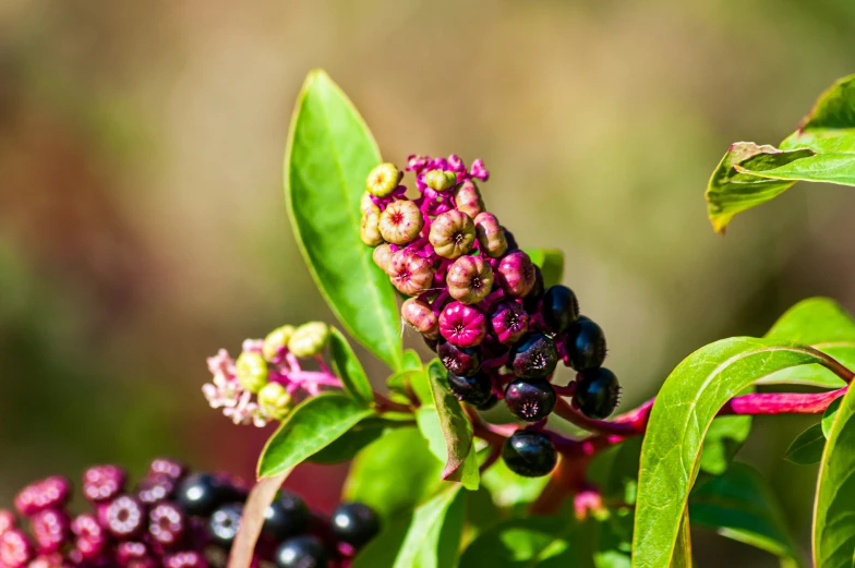 some berries are on a tree with green leaves