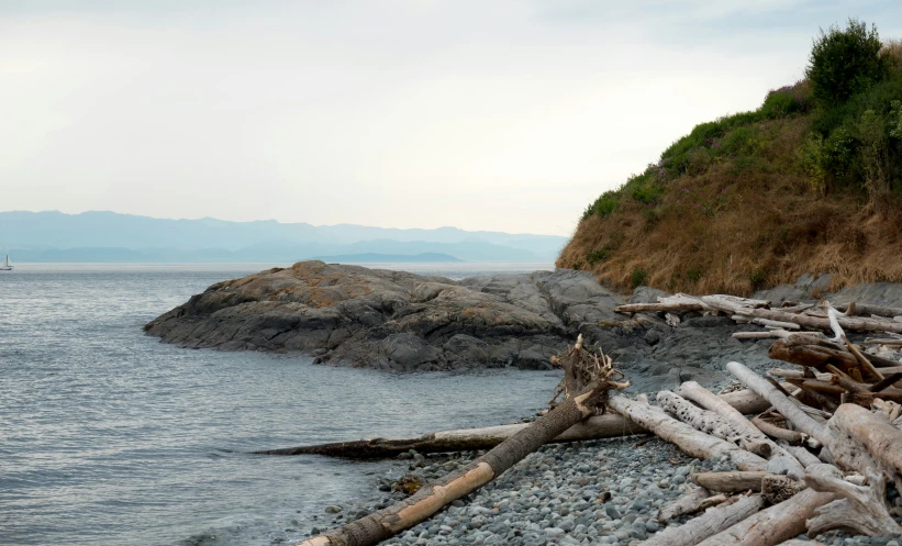 logs on the beach next to water and mountains