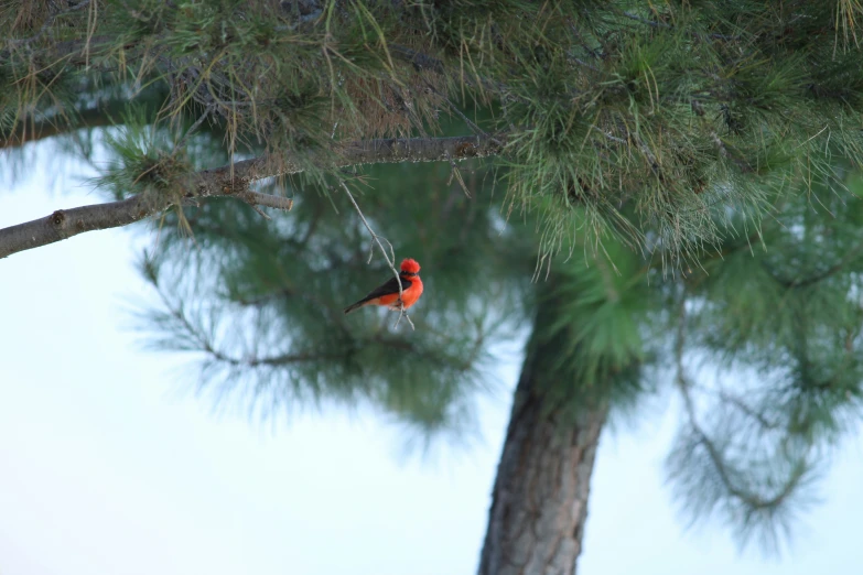 a small bird with orange on a nch