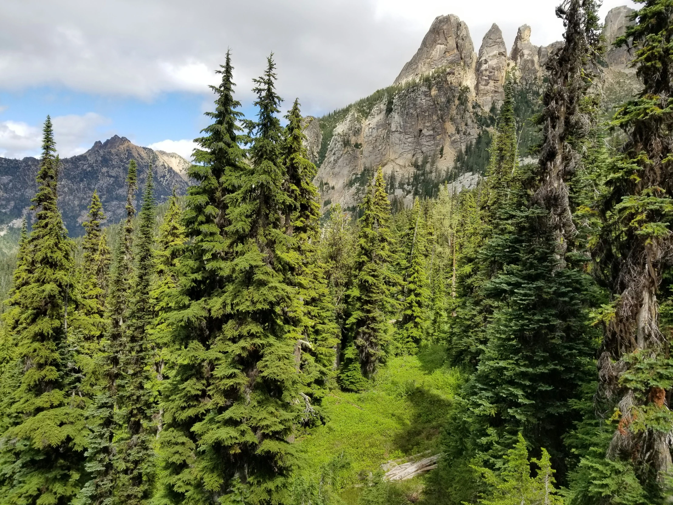 a narrow path cuts through a green forest with pine trees in the foreground