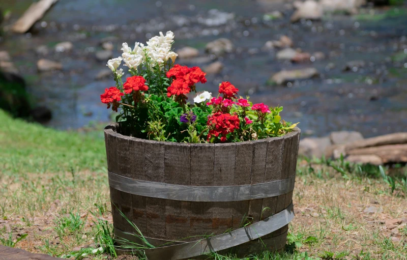 flower in wooden barrel near water and stones