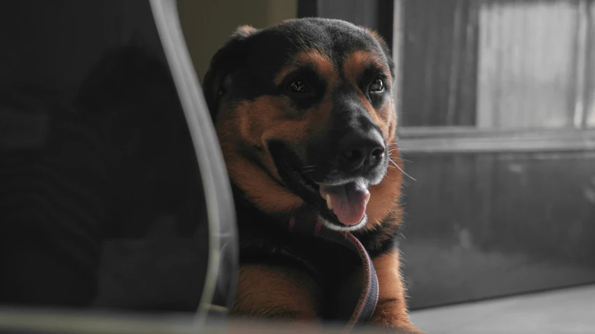 a large dog sitting on the floor looking in front