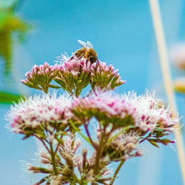 the bees are busy on the beautiful flowers