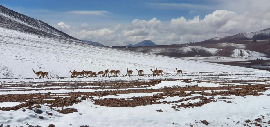 many animals are running in the snow near mountains