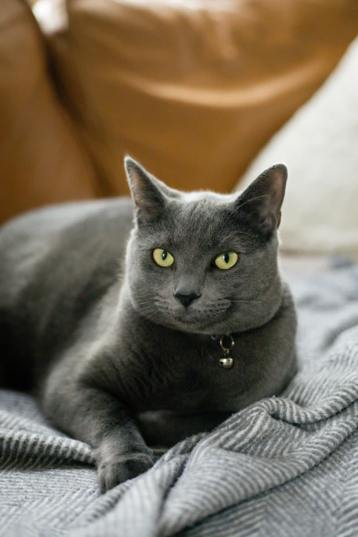 a grey cat laying down on top of a bed