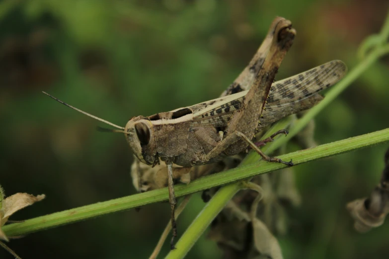 a large brown bug sitting on a plant stem