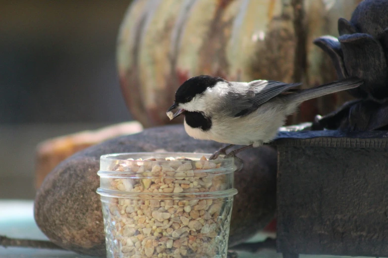 a bird perches on top of a jar with food in it