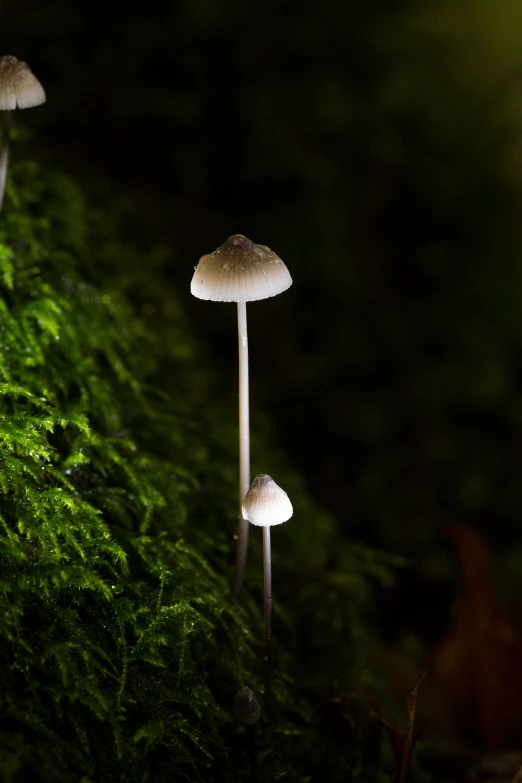 three mushrooms sitting on a green moss covered ground