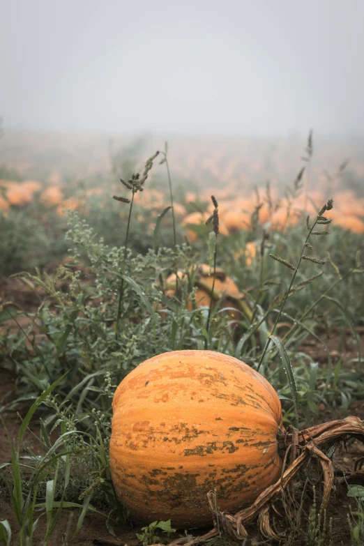 a very large pumpkin on the ground in a misty day