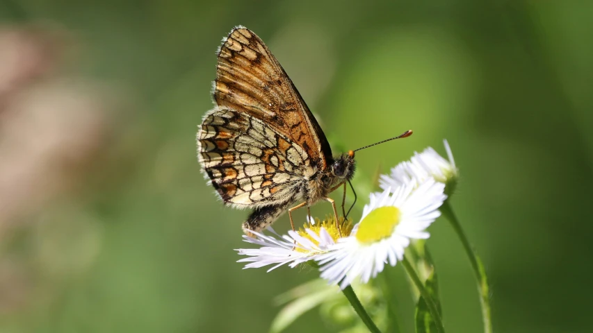 the erfly is resting on the flowers outside