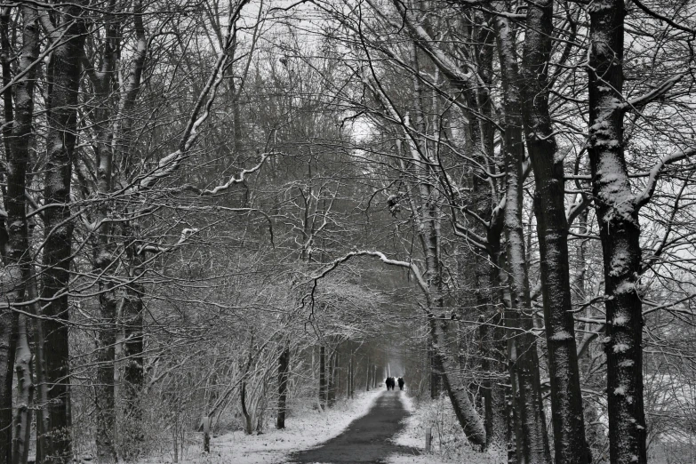 people walking down a snowy path in the woods