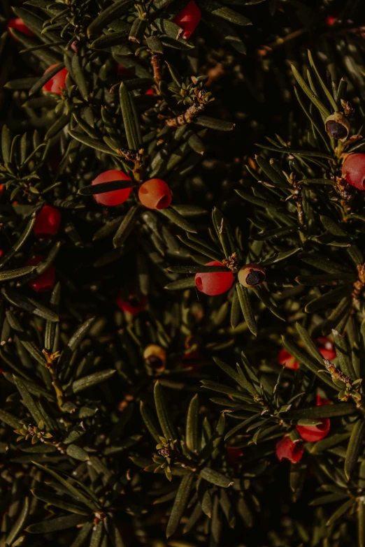 an evergreen leaf with red berries on it