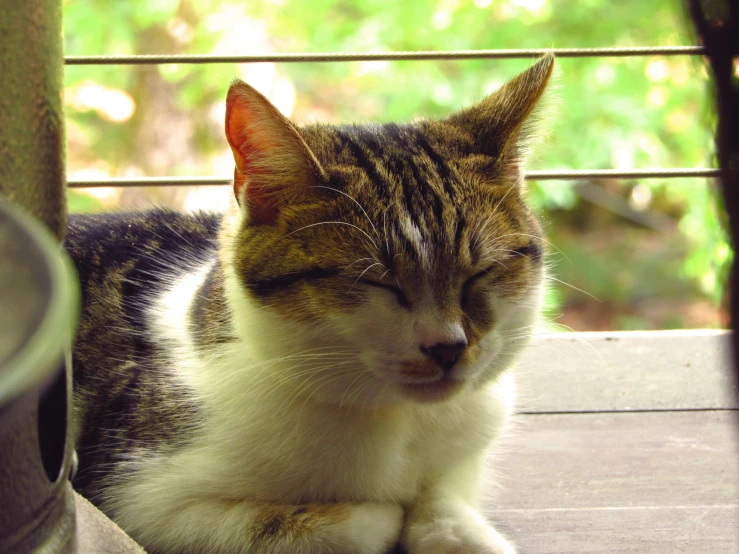 a cat laying down with it's head on top of the arm