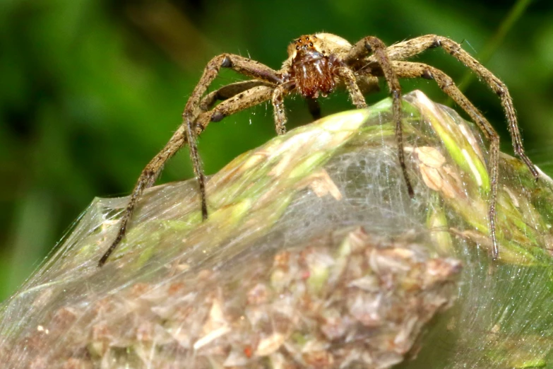 a big spider sitting on top of a large rock