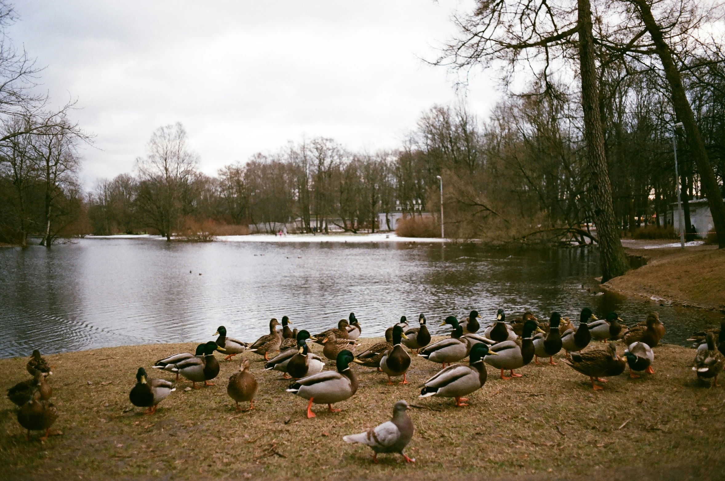 several ducks and their young standing in front of the pond