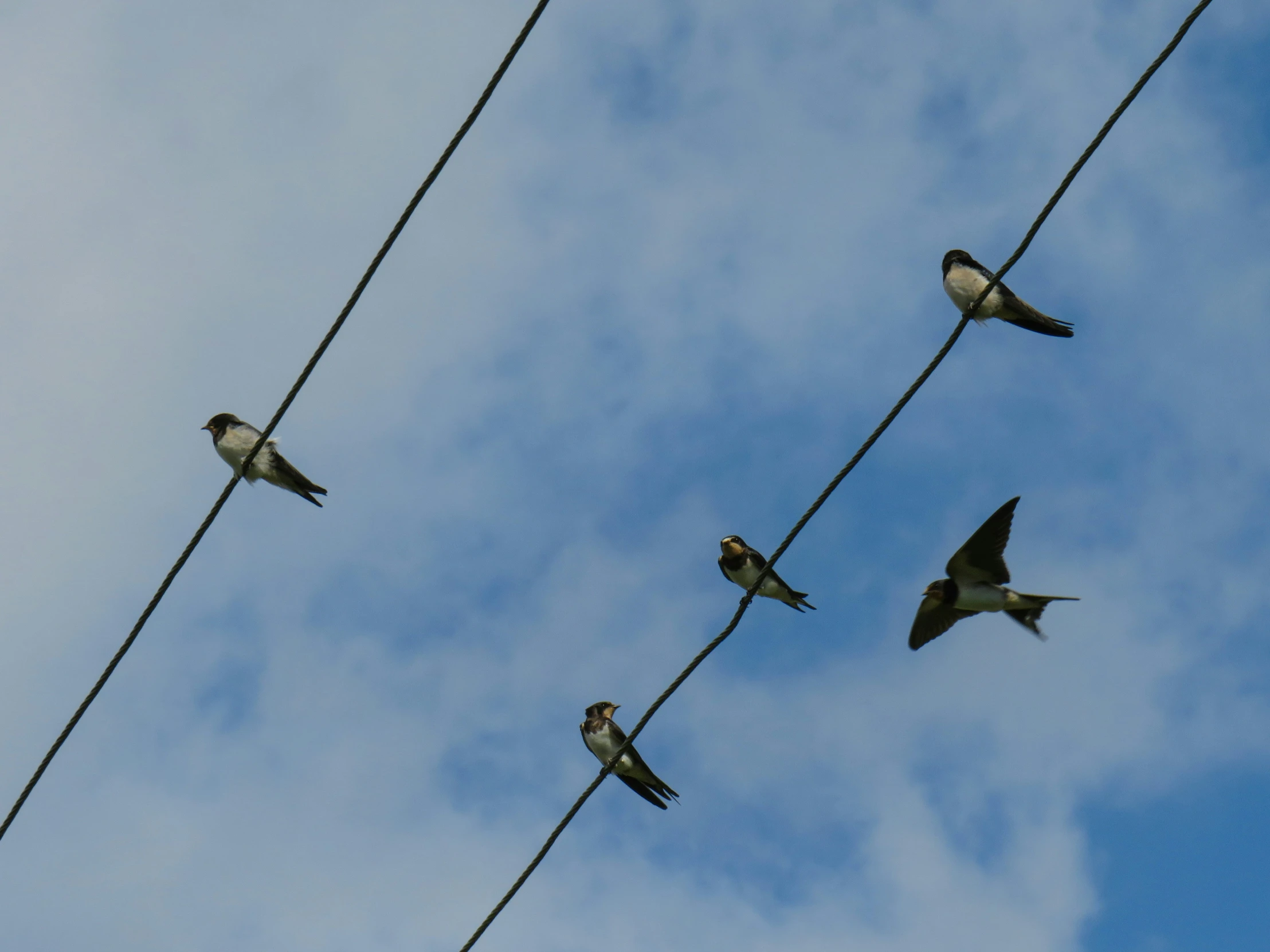 five birds sitting on top of power lines