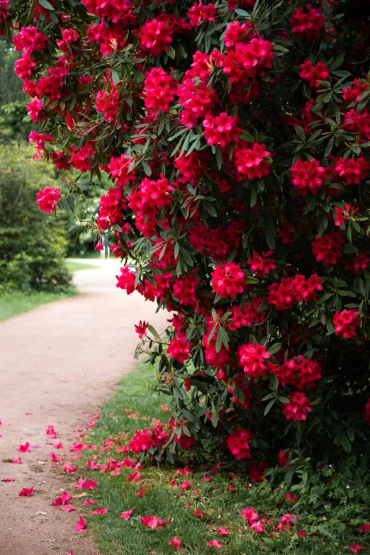 flowers blooming over the leaves on this tree line